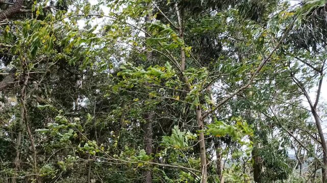 Ramas de &aacute;rboles movidas por un fuerte viento, mostrando el poder de la naturaleza en un d&iacute;a ventoso