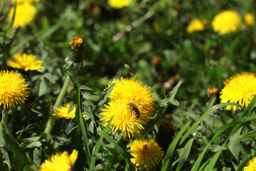 Nahaufnahme von Löwenzahnblüten mit einer Honigbiene, die Nektar sammelt. Sonniger Frühlingstag, leuchtend gelbe Blumen und sattes Grün vermitteln ein Gefühl von Natur und Lebendigkeit