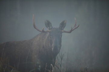 Łoś (Alces alces) moose © Bartosz Rakoczy
