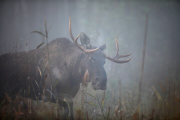Łoś (Alces alces) moose © Bartosz Rakoczy