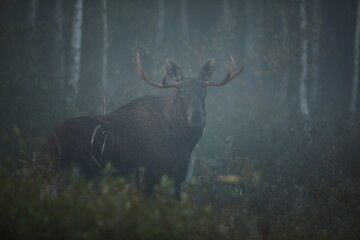 Łoś (Alces alces) moose © Bartosz Rakoczy