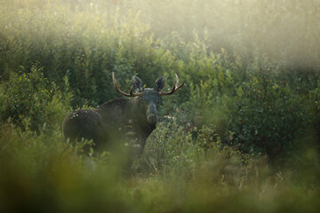 Łoś (Alces alces) moose © Bartosz Rakoczy