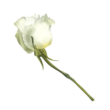 recommend clip art: White rose on stem watercolor isolated illustration. Wedding flower, bud for wedding invitation. Floral funeral clip art in realistic style for catholic designs and save the date cards