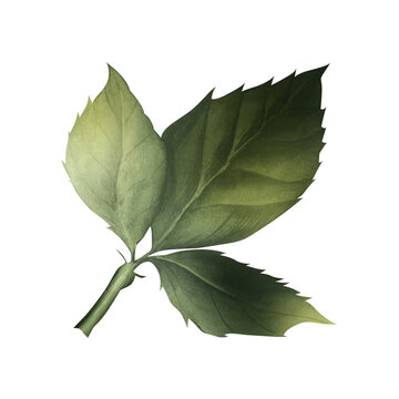 recommend clip art: Green rose leaves. Watercolor isolated illustration. Hibiscus greenery. Floral clip art in realistic style for greeting card designs and Save the date cards. Garden plants