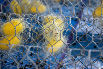 Mature Silkworms Preparing to Cocoon Alongside Completed Cocoons