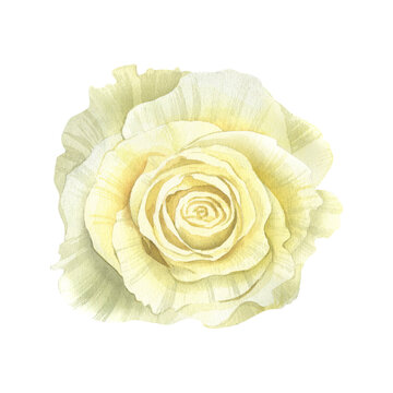 recommend clip art: White rose watercolor isolated illustration. Wedding flower, bud for wedding invitation. Floral funeral clip art in realistic style for catholic designs and save the date cards