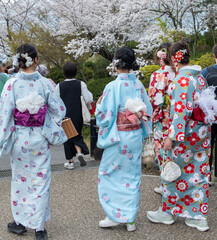 Sakura cherry blossom in Japan. Young women in traditional Japanese dresses walking on street, rear view.