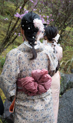 Young women in traditional Japanese dresses walking in a garden, rear view. Blooming trees, Spring...