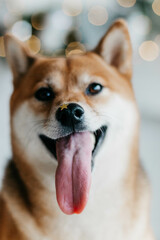 A ginger dog of the Shiba Inu breed in a New Year's photo studio with a star on its nose