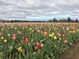 Spring Tulips Blossoming in Fields