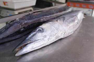 The barracudas or pikes (Sphyrnidae) are predatory fish from the order Carangiformes within the perch family (Percomorphaceae). Fortaleza fish market - Ceará, Brazil.