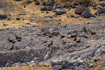 Hochschwab Gipfel - Gebiet - Hochsteiermark - Steiermark - Alpen - Steinbock Herde