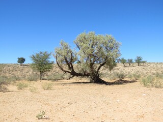 Paisagens Kalahari