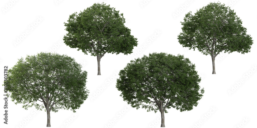 Wall mural 3d rendering of celtis trees on transparent background