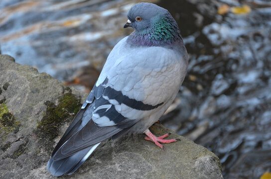 Closeup rock pigeon male. Rock dove bird (kabutar) resting on the rock near the water of the pond . Urban wild birds life concept. Free copy space.