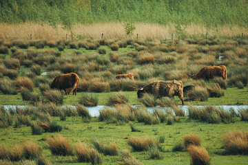 Swamp Landscape with Cows in Dutch National Park Near the Village of Werkendam, North Brabant, Netherlands