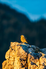 Sonnenaufgang Hochlantsch - Gipfelkreuz - Teichalm - Almenland - Oststeiermark - Alpenbraunelle - Prunella collaris - Alpine accentor