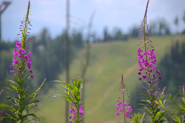 Close-up of vibrant pink wildflowers with a blurred hilly background.