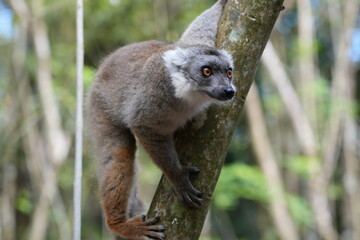 cute lemur climbing a tree on madagascar