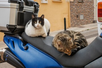 Dos gatos callejeros descansan sobre el asiento de una motocicleta en la calle, Alcoy, España