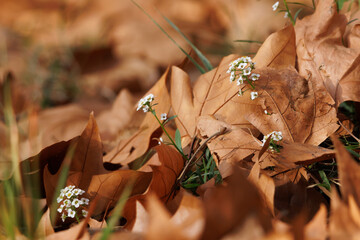 Hojas de otoño en el sotobosque con flores de Aliso de mar lobularia maritima, Alcoy, España