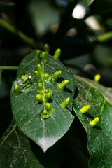Hoja de árbol con Brotes 