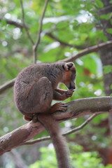 crowned lemur (eulemur coronatus) or kronenmaki in its natural environment