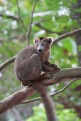 crowned lemur (eulemur coronatus) or kronenmaki in its natural environment