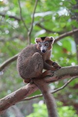 crowned lemur (eulemur coronatus) or kronenmaki in its natural environment