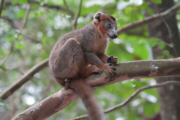 crowned lemur (eulemur coronatus) or kronenmaki in its natural environment