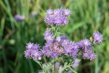 Purple flower vernonia growth and blossom in autumn on meadow. Wildflower of the asteraceae family named after famous botanist william vernon. Used in folk medicine and added to salad
