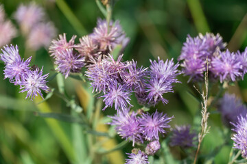 Purple flower vernonia growth and blossom in autumn on meadow. Wildflower of the asteraceae family named after famous botanist william vernon. Used in folk medicine and added to salad