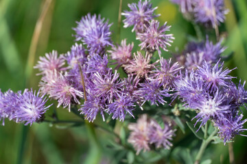 Obraz premium Purple flower vernonia growth and blossom in autumn on meadow. Wildflower of the asteraceae family named after famous botanist william vernon. Used in folk medicine and added to salad