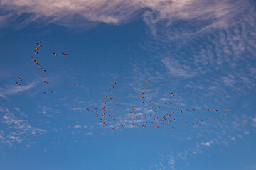 Exposure of a flamingo flock in the salt pans of Walvis Bay, Namibia, Africa