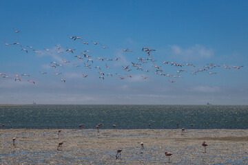 Exposure of a flamingo flock in the salt pans of Walvis Bay, Namibia, Africa