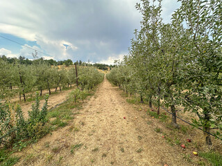 Naklejka premium Apple orchard, rows of apple trees full of fruit ready for picking, Julian, South California. USA