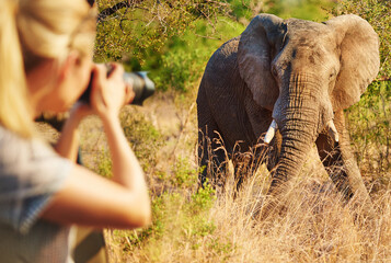 Woman, photography and elephant in nature on trip, camera and travel journalist for ecosystem. Female person, reserve and photographer in jungle for conversation, capture wildlife and adventure