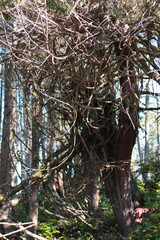 Mother nature