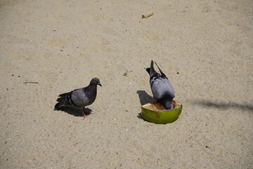 Fototapeta premium Street pigeons on Iracema Beach eating coconut meat. Fortaleza - Ceará, Brazil.
