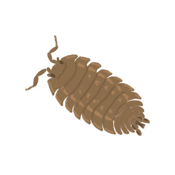 Drawing of isopoda (pillbug, woodlice). Can be used for scientific illustration, educational materials and texts about soil invertebrates.