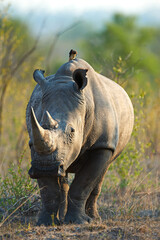 Rhino, reserve and wildlife destination in jungle, safari location and animal in natural habitat....