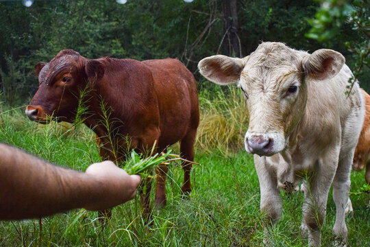 hombre dandole pasto a una vaca de campo