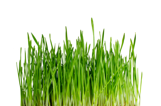 Sprouted wheat for cats. Green grass isolated on white background Floral leaves nature Young leaves of field Spring time Young bush of grass greens Copy space 