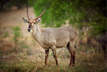 Obraz premium Safari, animal and buck in grass for nature conservation, outdoor travel park or biodiversity in bush. Wildlife, ecology or horned antelope in environment on African game reserve for eco tourism