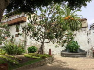 Scenic garden with unique tree