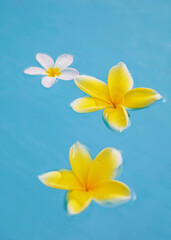 Naklejka premium Plumeria fragripani yellow flowers floating in the swimming pool clean blue water