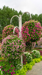 Fototapeta premium Hanging vases with pink petunia flowers in miracle garden in Dubai, United Arab Emirates. Vertical image