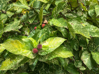 Nature\'s beauty with vibrant leaves and fruit