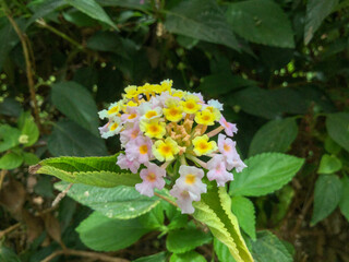 Bright cluster of flowers in a lush green setting