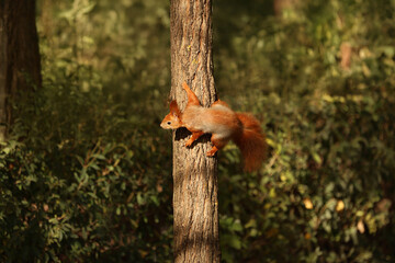 Squirrel in the winter forest.